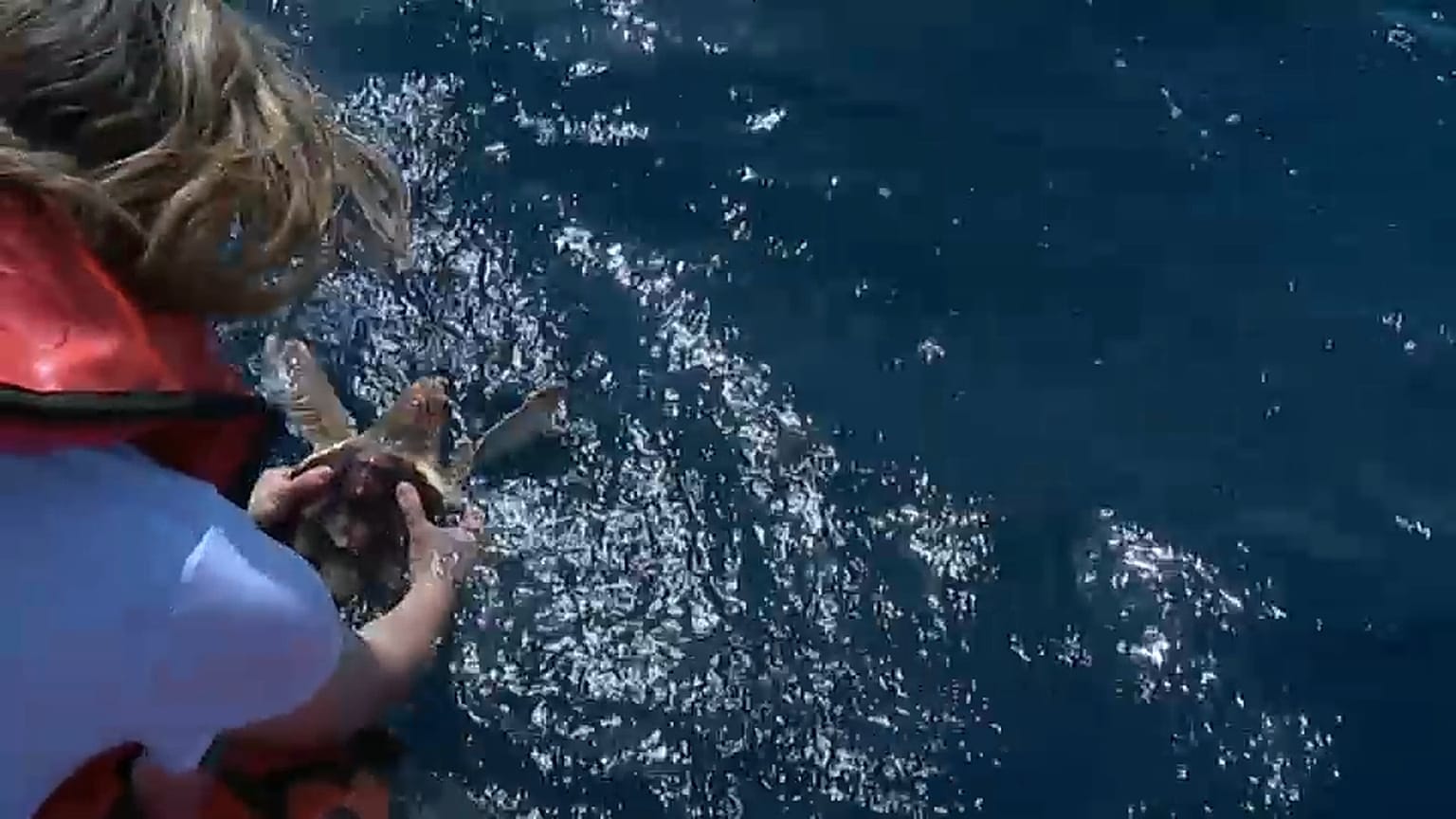 Momento da libertação das tartarugas marinhas pelo Zoomarine