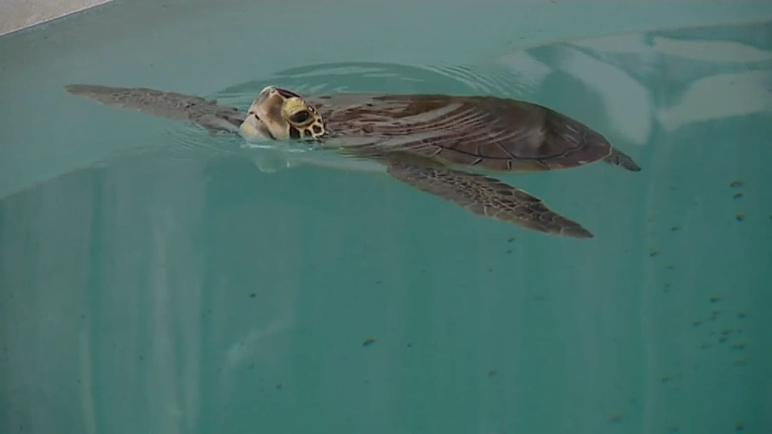 Tortuga liberada en el Algarve, Portugal.