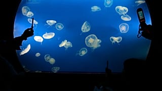 Το ενυδρείο της Ιαπωνίας ανοίγει νέο πανοραμικό χώρο μεδουσών