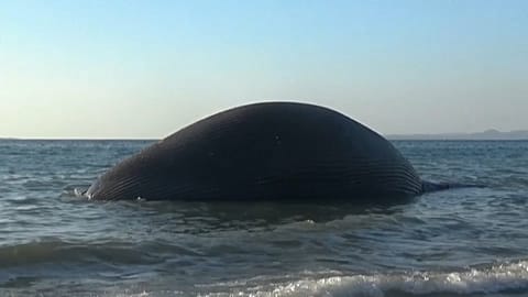 Giant dead whale washes up on Indonesian coast 