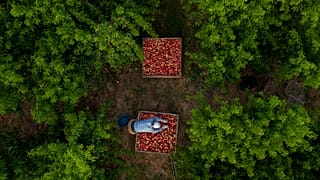 Migrantes búlgaros cosechan nectarinas, la mayoría destinadas al mercado alemán, en Fraga, España, el jueves 2 de julio de 2020.