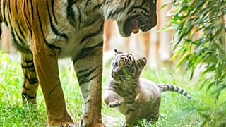 Gehversuche des Tigerbabys im Breslauer Zoo