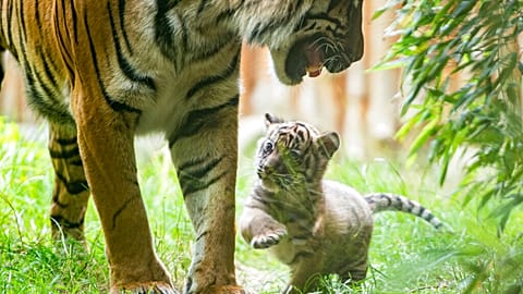 Gehversuche des Tigerbabys im Breslauer Zoo