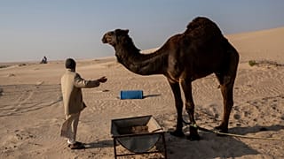 راعي جمل ينظر إلى أحد المشاركين في رالي داكار بالمملكة العربية السعودية 