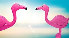 Theives in Jura were easy to indentify due to the inflatable flamingo they had purchased with a stolen credit card.