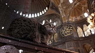 Ayasofya kedisi Gli
