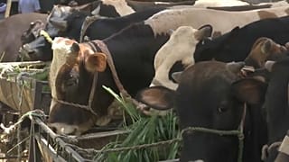 من سوق الماشية في القاهرة