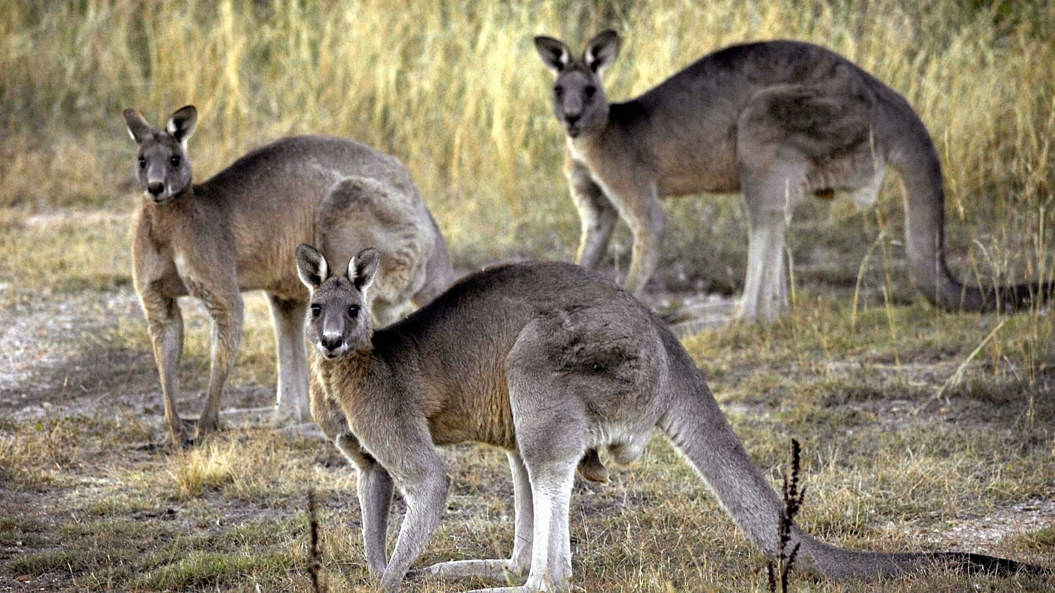 Australien nach den Buschfeuern: das große Tiersterben