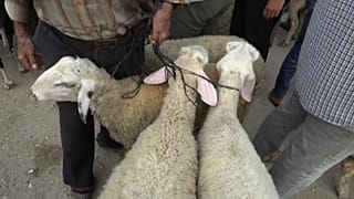 Des moutons sur un marché en Palestine
