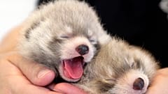 Rote Pandas