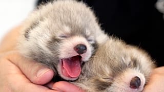 Rote Pandas