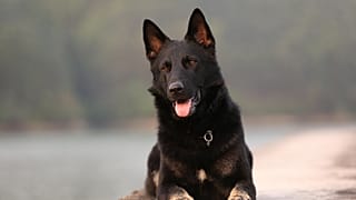 نفوق أول كلب مصاب بفيروس كورونا في أمريكا