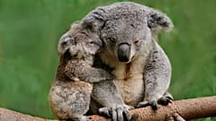 Koalas in the wild
