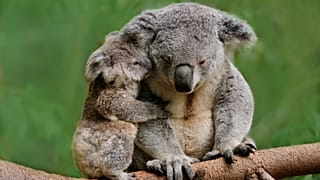 Koalas in the wild
