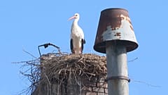 Storch in Uehlfeld