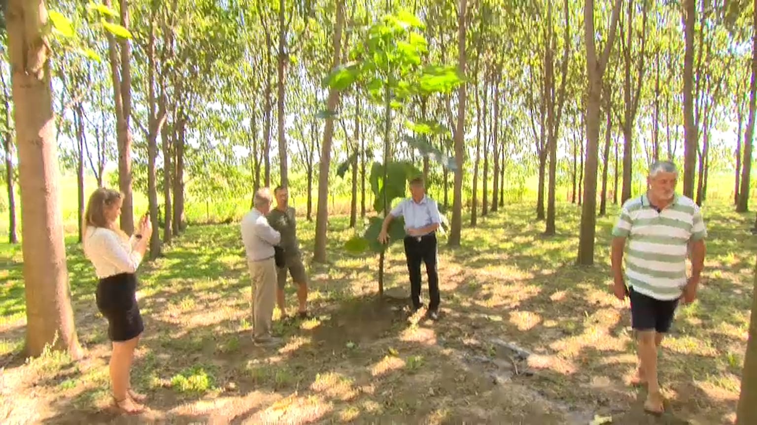 Floresta de árvores híbridas promete aumentar a flitragem de dióxido de carbono