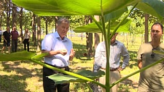 La prima "foresta climatica" d'Europa è in Ungheria: dove il "sequestro" del carbonio è un bene