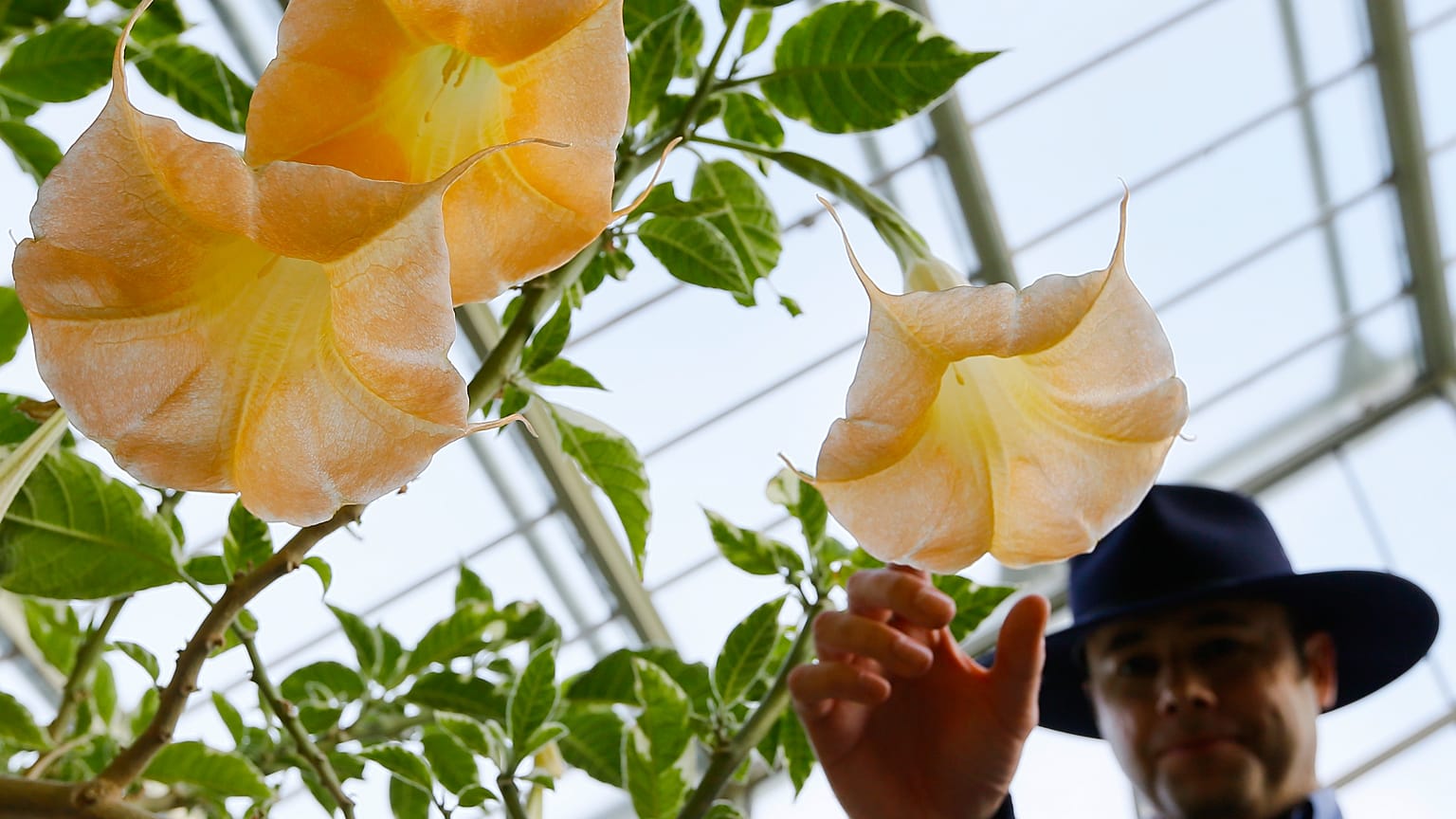 The flower of a Datura Stramonium plant, part of the nightshade family