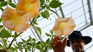 The flower of a Datura Stramonium plant, part of the nightshade family