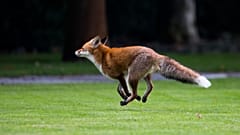 Fox