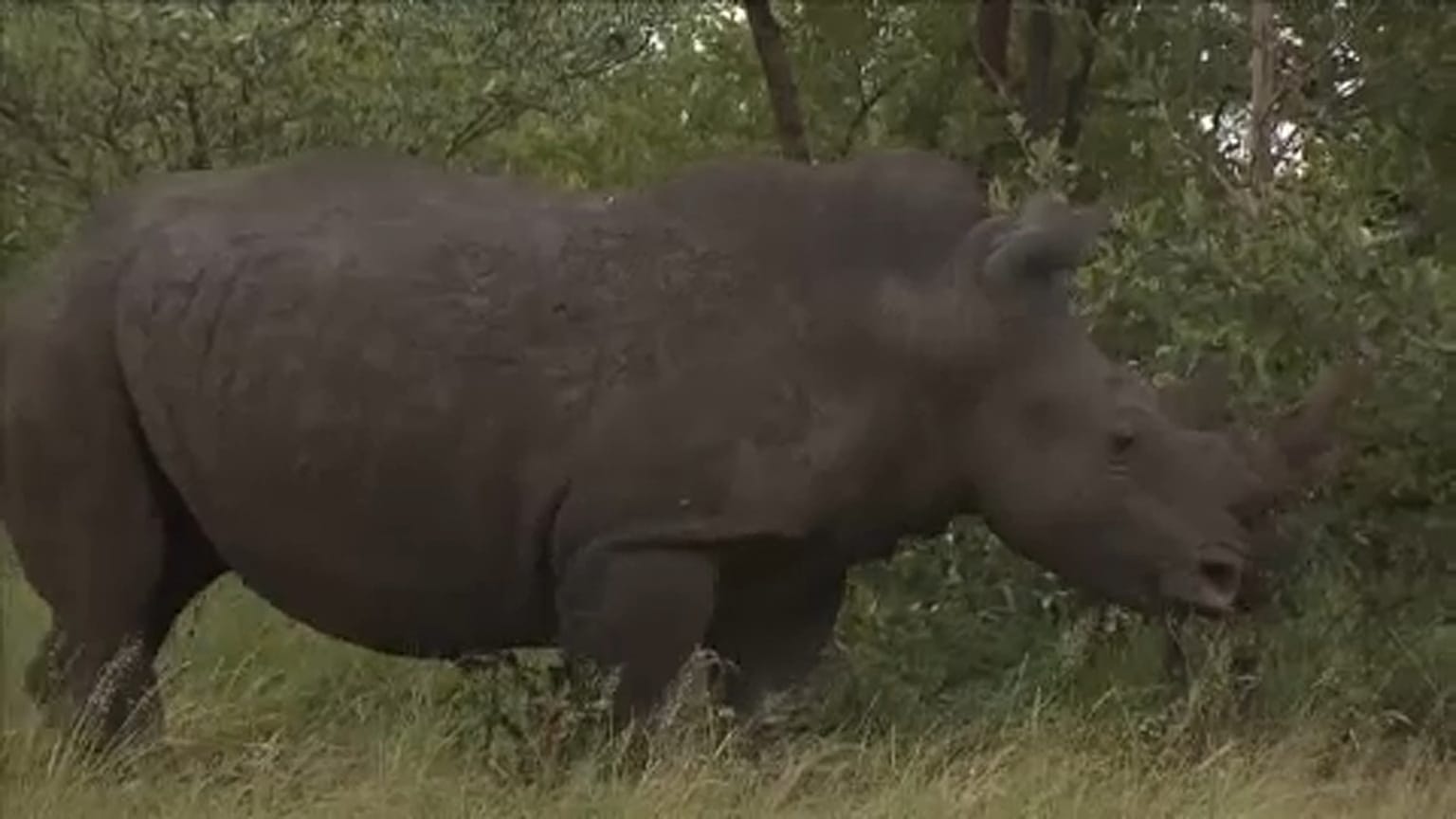 África do Sul acolhe a maior colónia de rinocerontes no mundo.