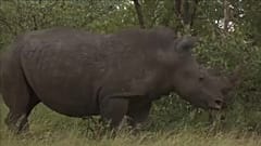 África do Sul acolhe a maior colónia de rinocerontes no mundo.