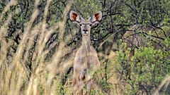 Antilope