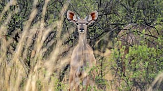 Antilope