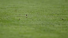 ملاعب كرة القدم