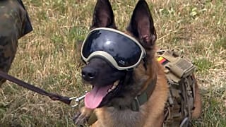 Diensthund der BUndeswehr mit Sonnenbrille