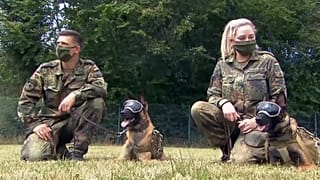 Des chiens pour renifler le coronavirus