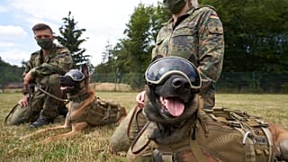 Los perros de servicio de las Fuerzas Armadas Alemanas