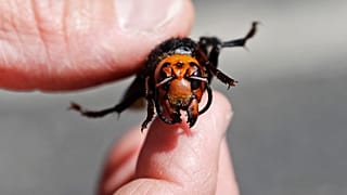 صورة لدبور آسيوي