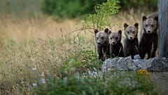 Bear cubs in Abruzzo National Park.