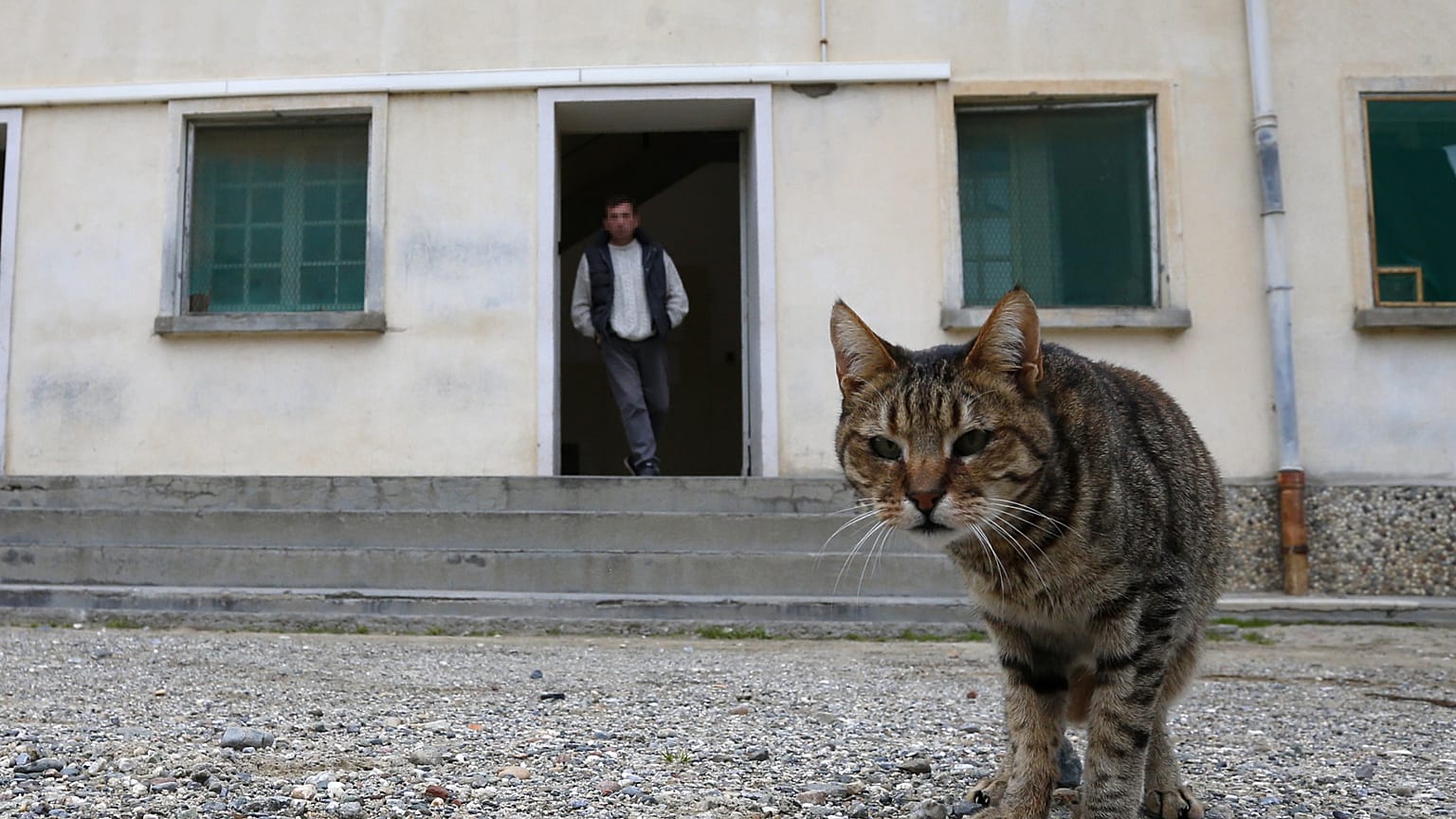 Cezaevinde bir kedi 