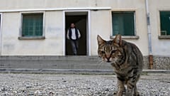 Cezaevinde bir kedi 