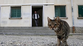 Cezaevinde bir kedi 