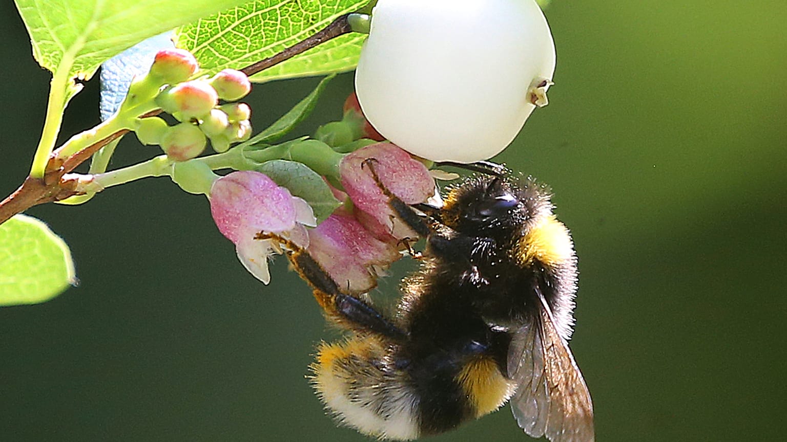 Bourdon terrestre (Bombus terrestris)