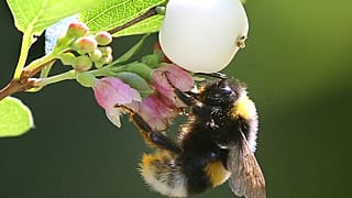 Bourdon terrestre (Bombus terrestris)