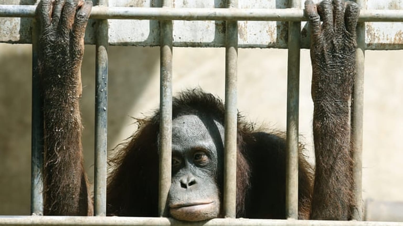 Hayvanat bahçesinde tutulan bir orangutan