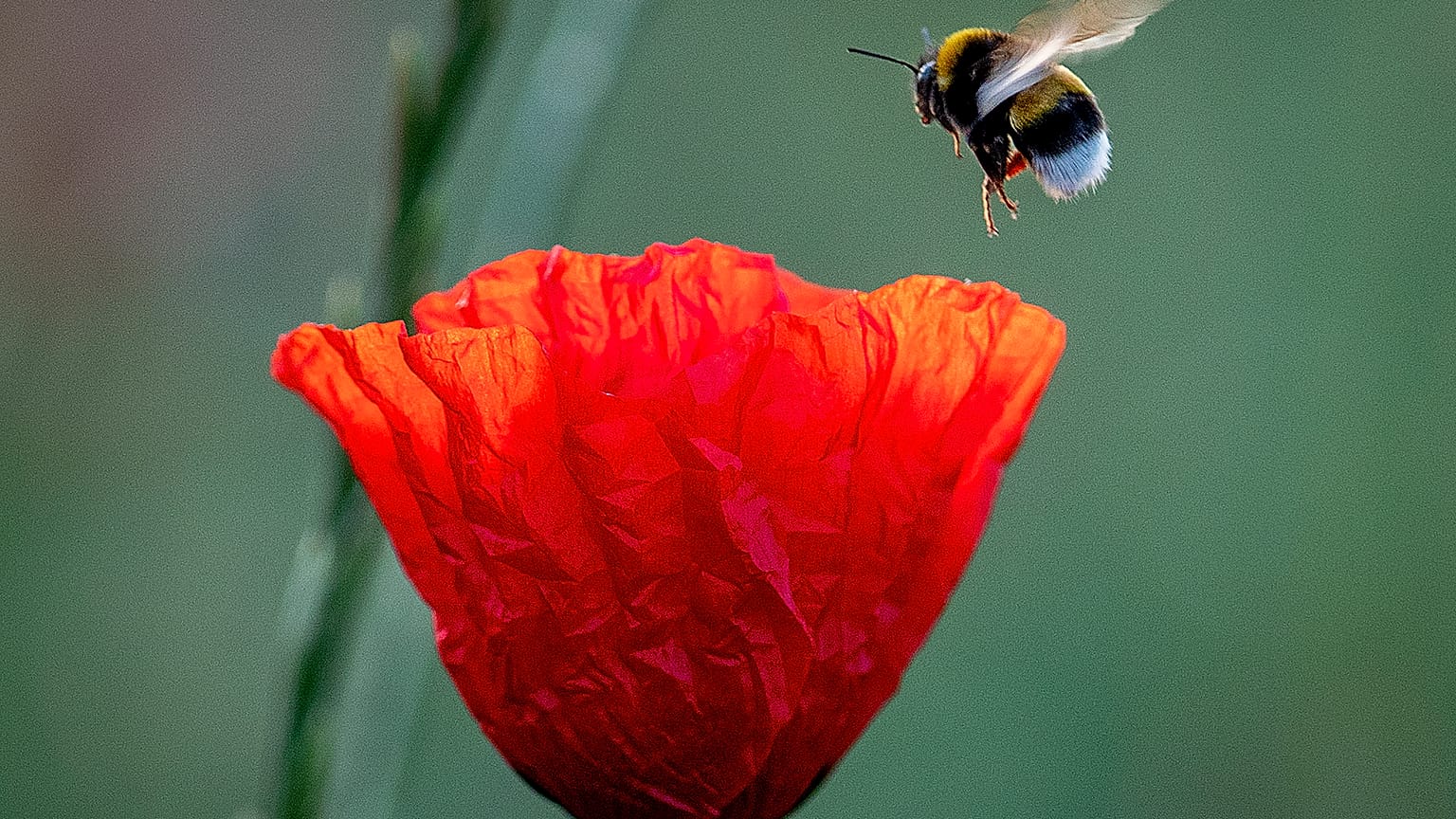 Hummel im Landeanflug (AP Archivbild)