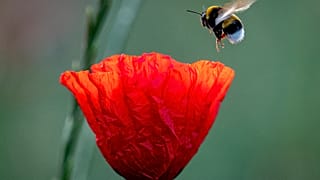 Hummel im Landeanflug (AP Archivbild)