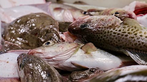 Baltic cod and other fishes caught by DTU Aqua researchers on a marine survey