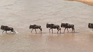 Gnus in Masai Mara