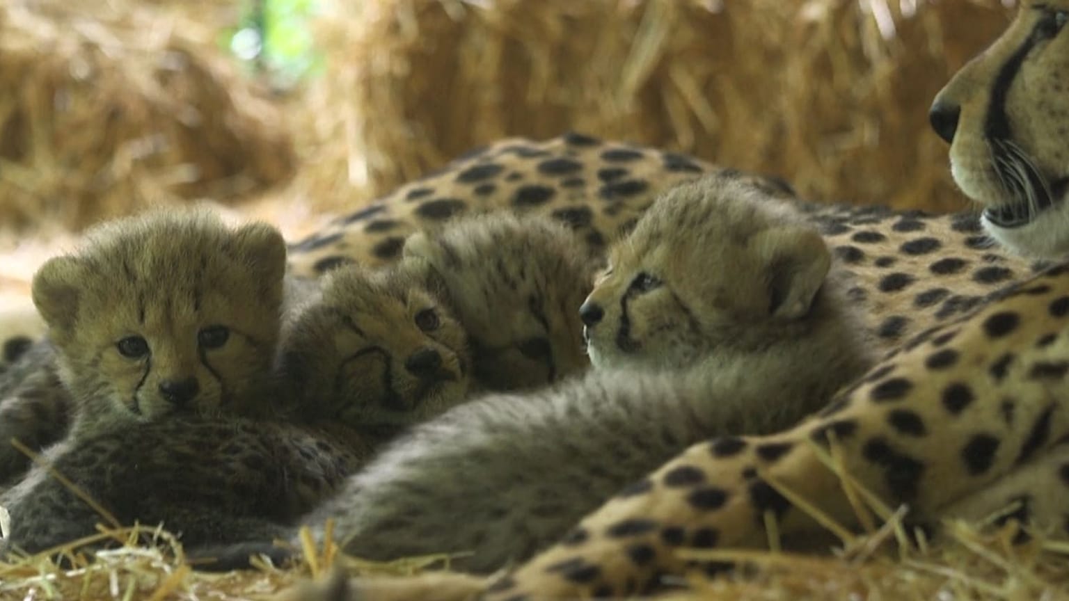 SCHOENBRUNN ZOO