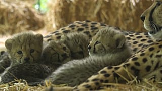 SCHOENBRUNN ZOO