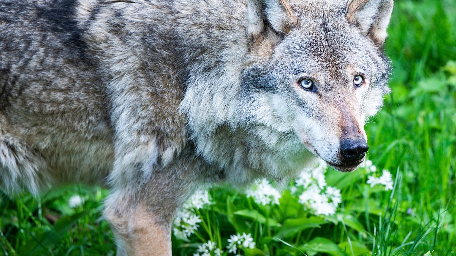 Archivbild: Wolf in den Niederlanden