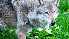 Archivbild: Wolf in den Niederlanden