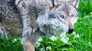Archivbild: Wolf in den Niederlanden