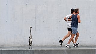 EU investigators launch probe into Google's plan to takeover Fitbit 